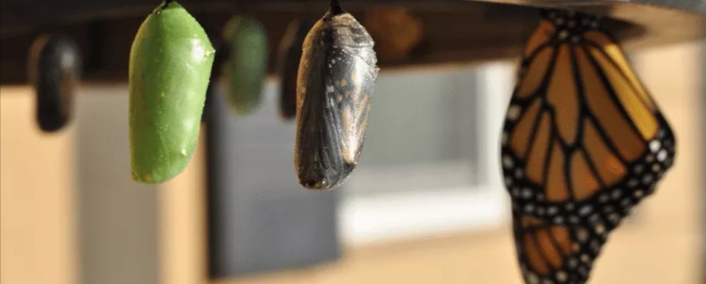 Cocoons, chrysalises, butterflies