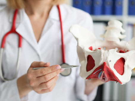 Pelvic health physiotherapist holding a pelvic model to explain pelvic floor anatomy