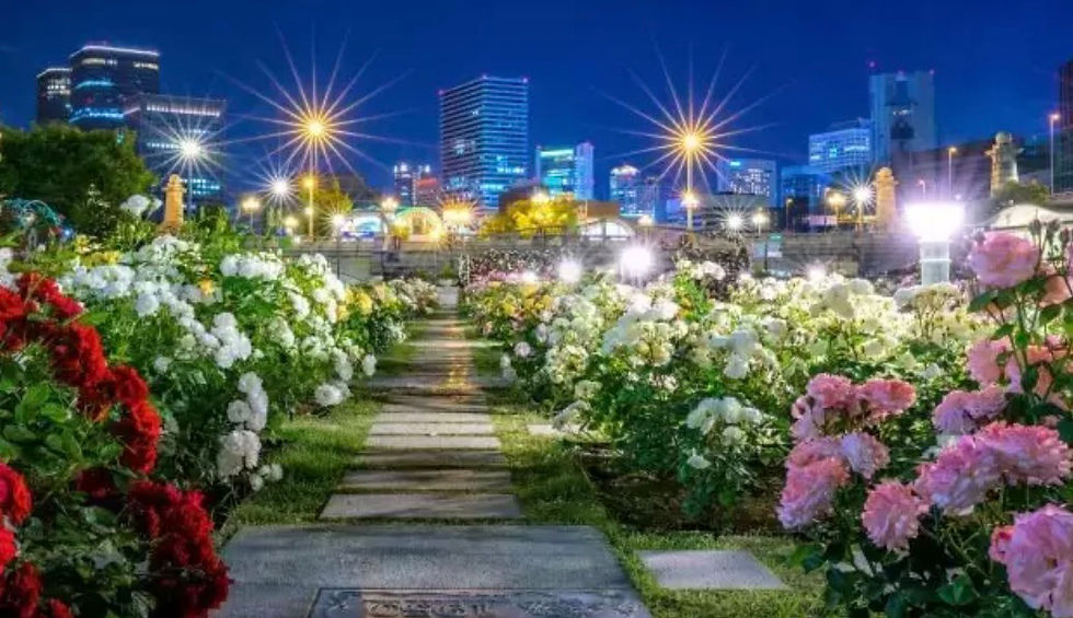 5/24 中之島公園バラ園撮影会