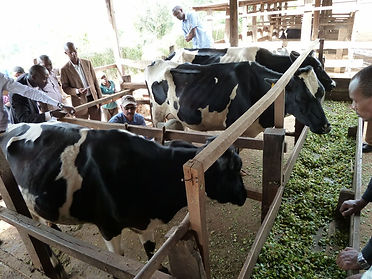 UdderCheck in Rwanda