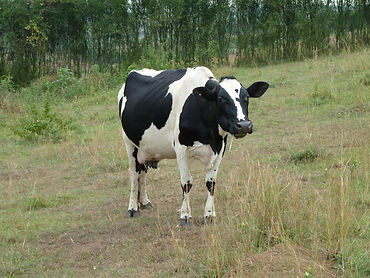 Dairy cow has mastitis