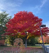 Fall Foliage: Lessons from Creation
