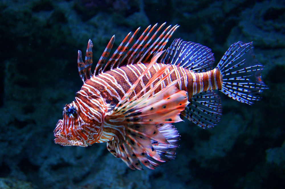 10 of the World’s Most Dangerous Fish