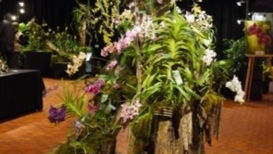 Orchidée