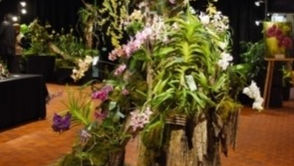 Orchidée