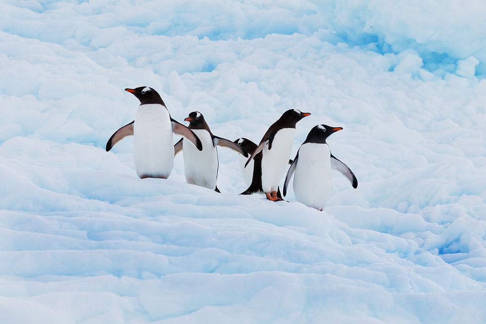 See penguins dance, play, and go about their lives in Antarctica.