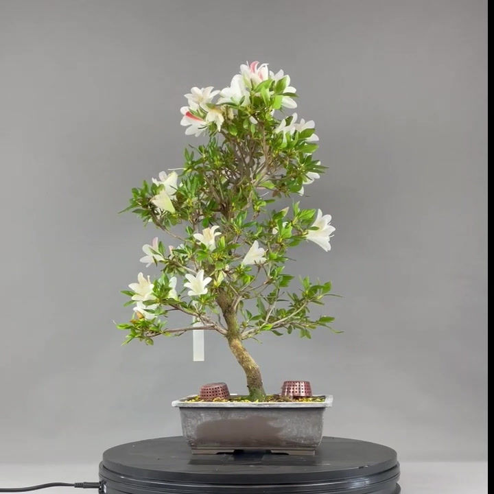 Thumbnail: Japanese azalea (Rhododendron indicum)