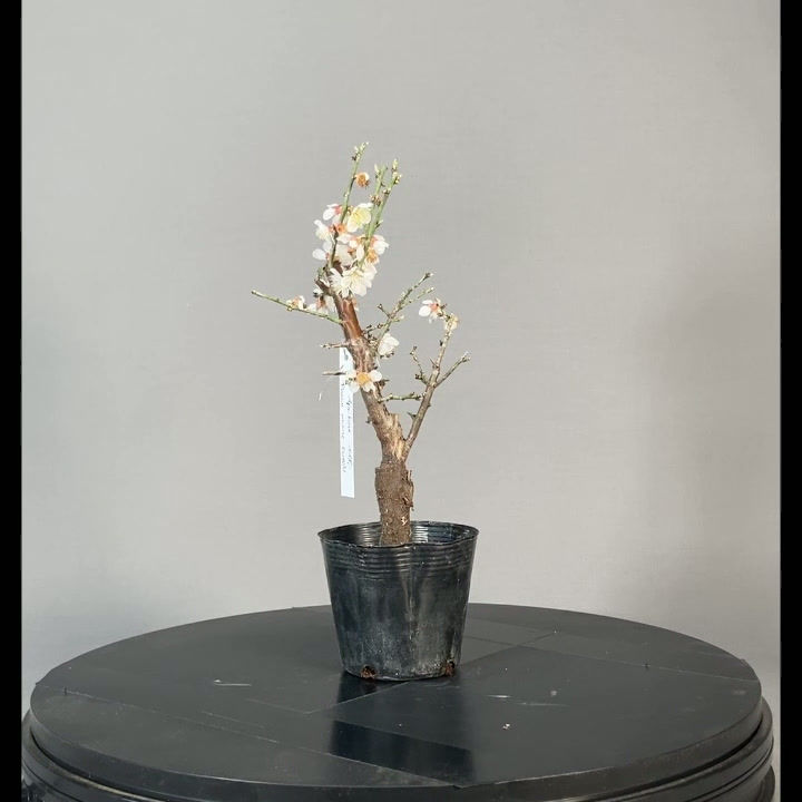 Miniaturbild: Japanische Aprikose, weiß (Prunus mume)