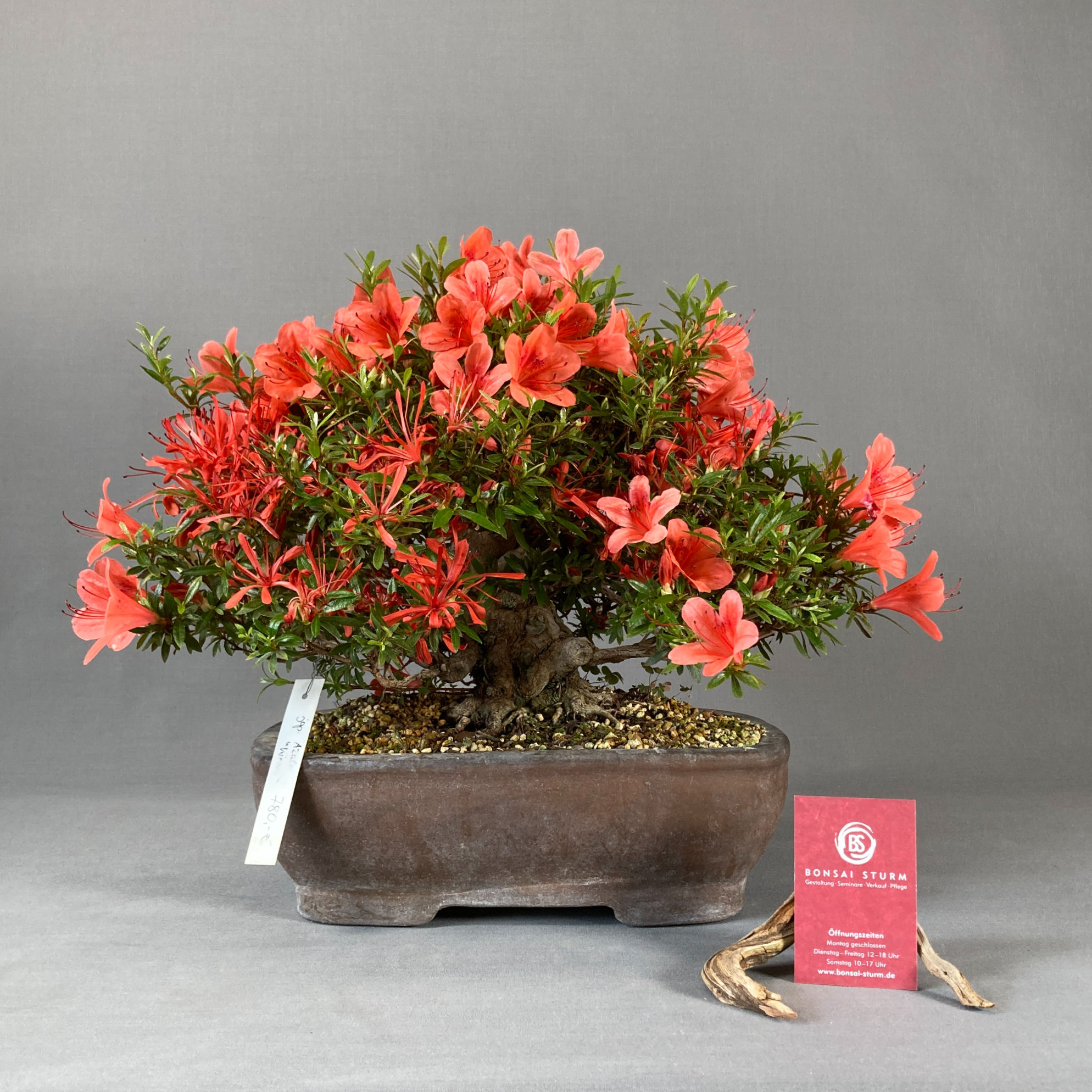 Japanische Azalee "Kinsai" (Rhododendron indicum)