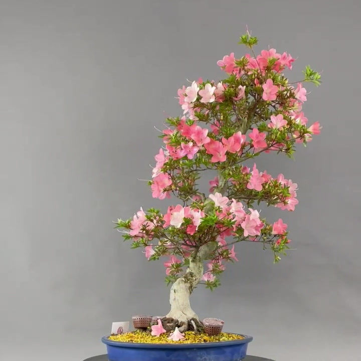 Thumbnail: Japanese azalea (Rhododendron indicum)