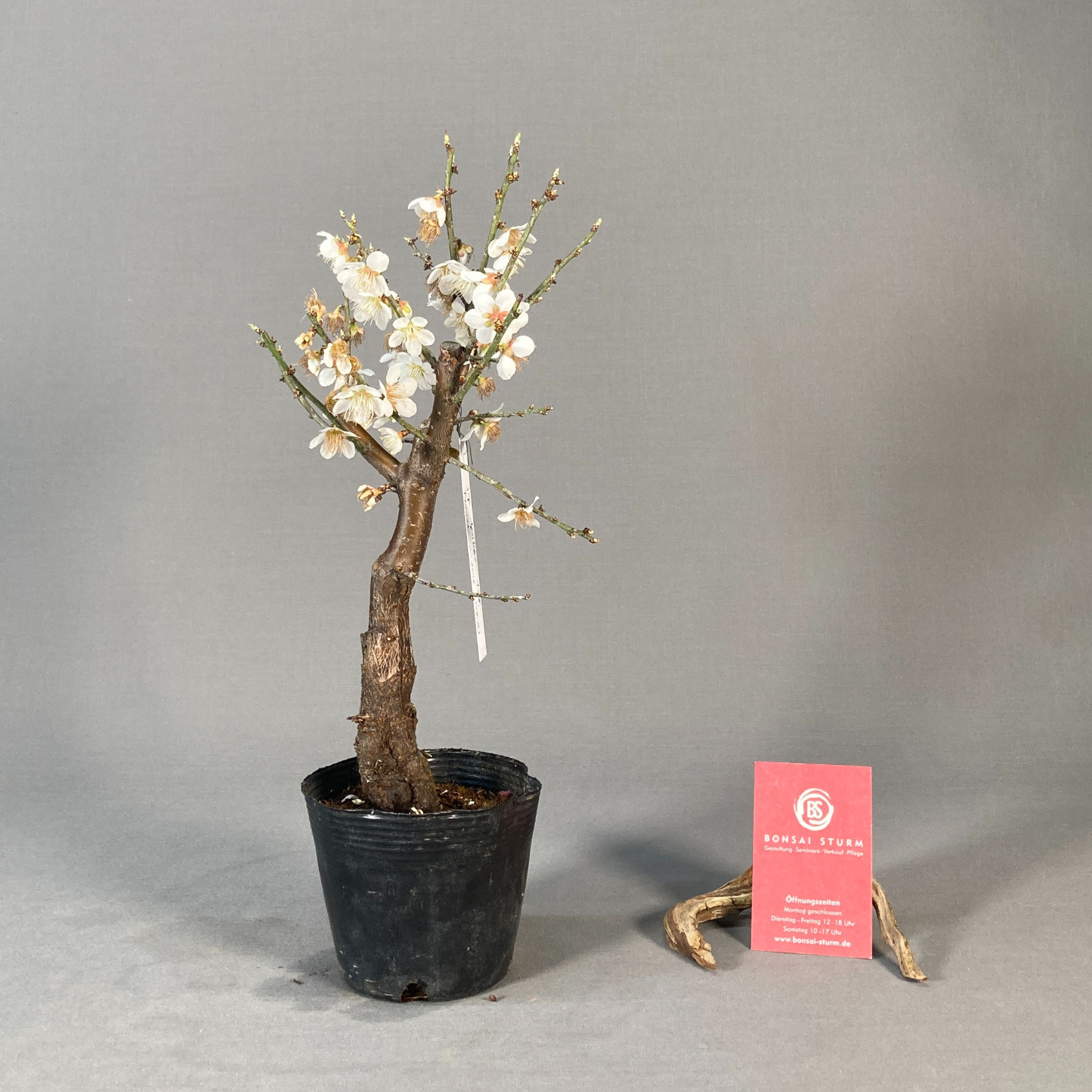 Japanische Aprikose, weiß (Prunus mume)