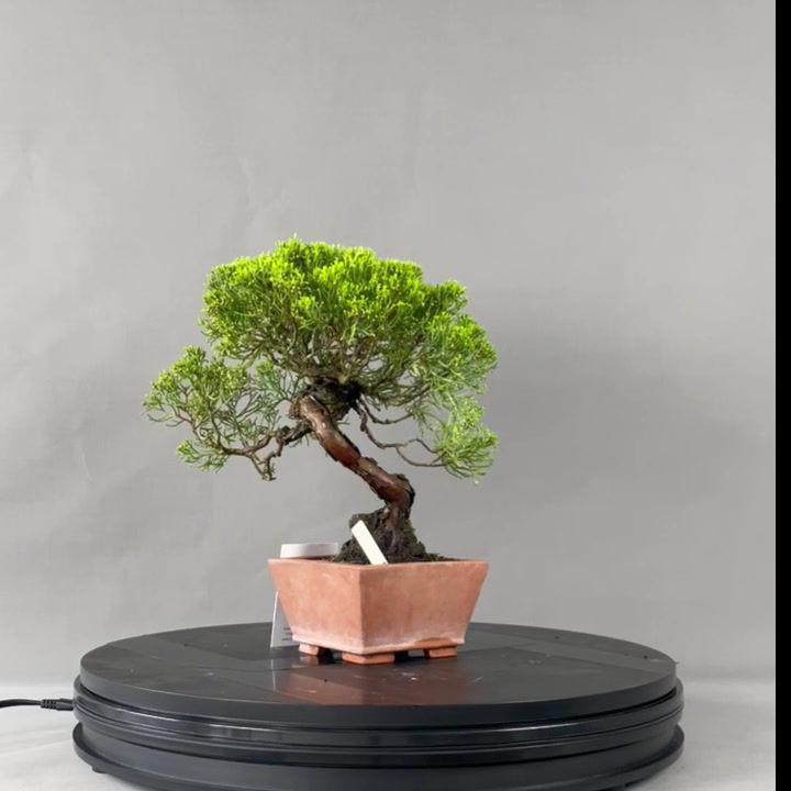 Miniaturbild: Chinesischer Wacholder (Juniperus Chinensis)