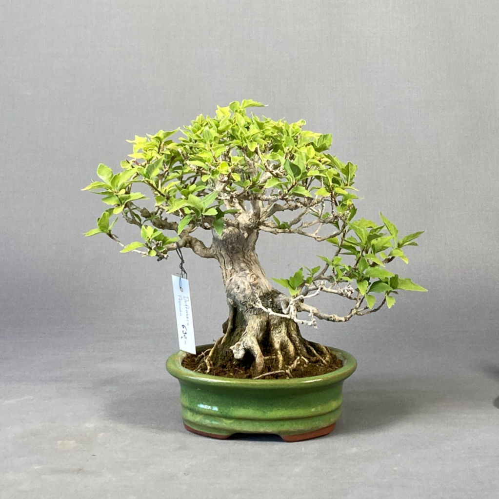 Duftahorn (Premna japonica)