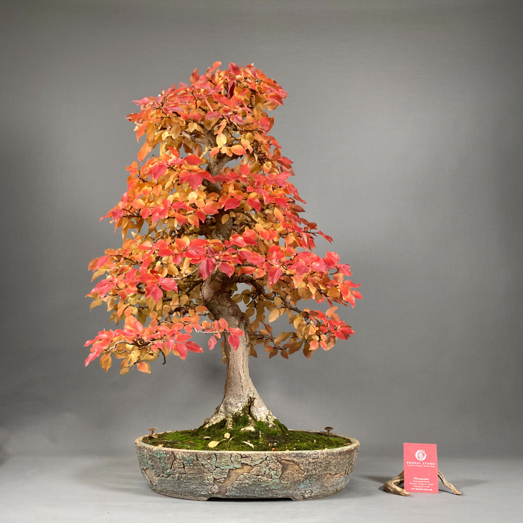 Koreanische Hainbuche (Carpinus betulus)