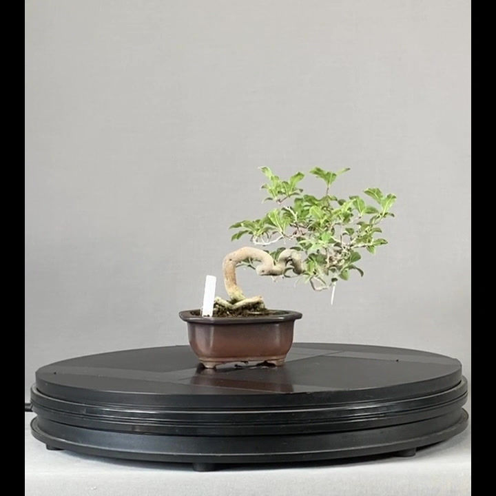 Thumbnail: Kakibaum, weiblich (Diospyros kaki)