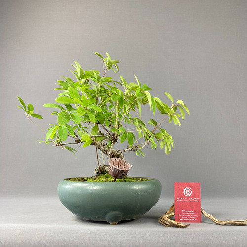 bonsai lagerstroemia Lagerstroemia Bonsai Tree main image 0