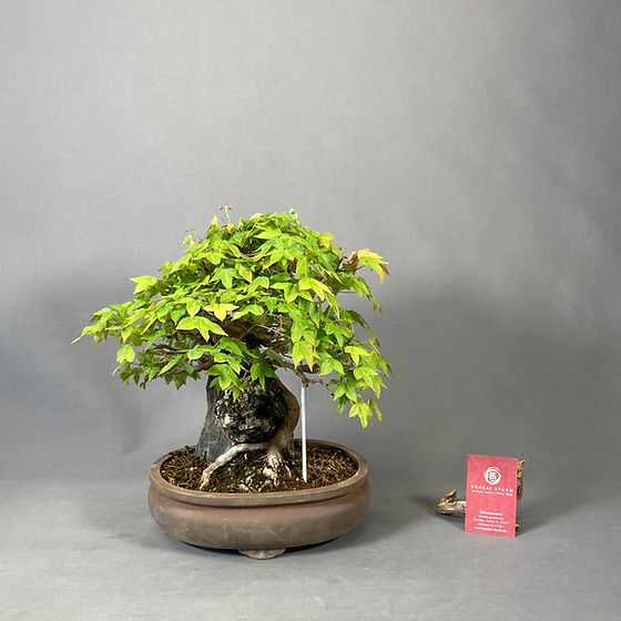 dracaena bambus Dracaena 'Lucky Bamboo' | Indoor Plant | Tropical Plant | Potted Plant
