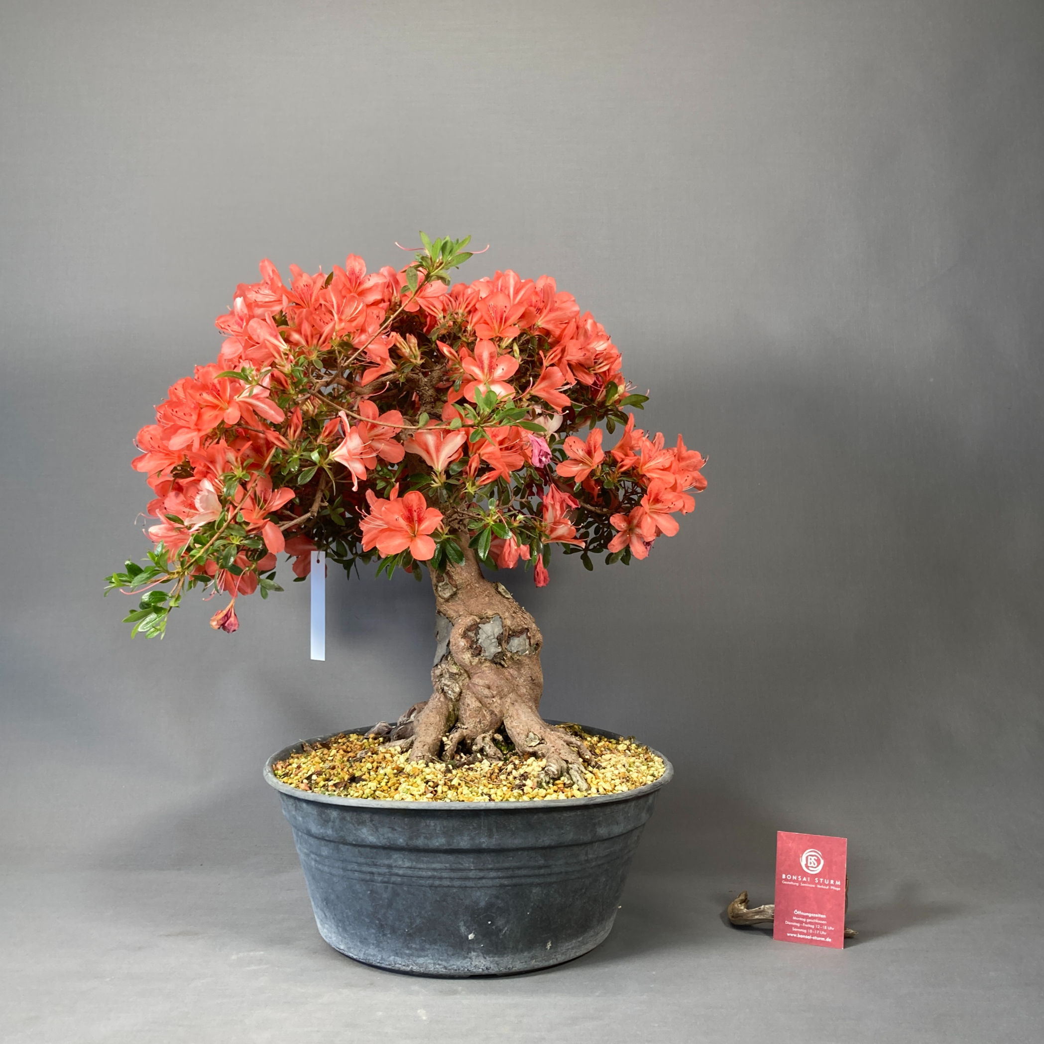 Japanische Azalee (Rhododendron indicum)