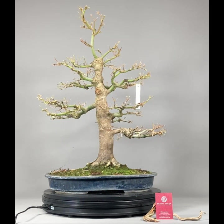 Thumbnail: Japanischer Fächerahorn (Acer palmatum)