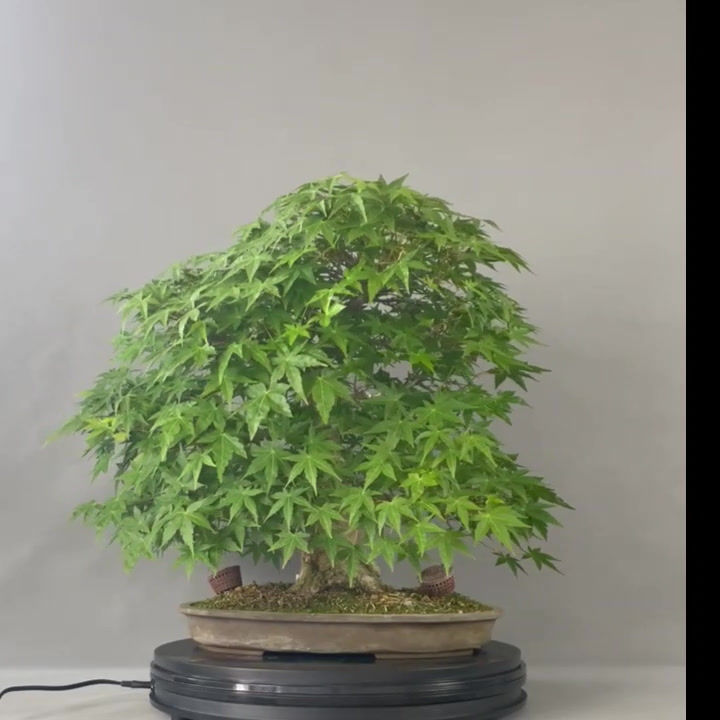 Miniaturbild: Japanischer Fächerahorn, Varietät: Acer palmatum Yama momiji