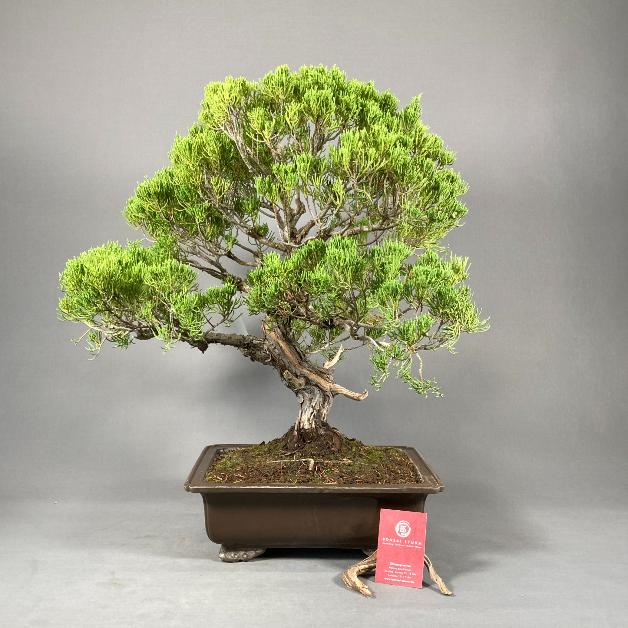 Chinesischer Wacholder (Juniperus chinensis 'Itoigawa')