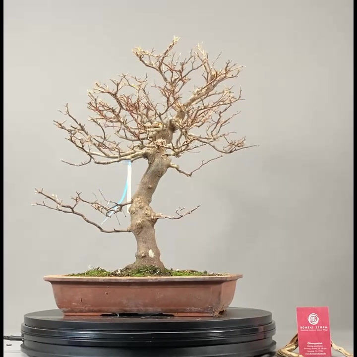 Miniaturbild: Japanischer Storaxbaum (Styrax Japonicum)