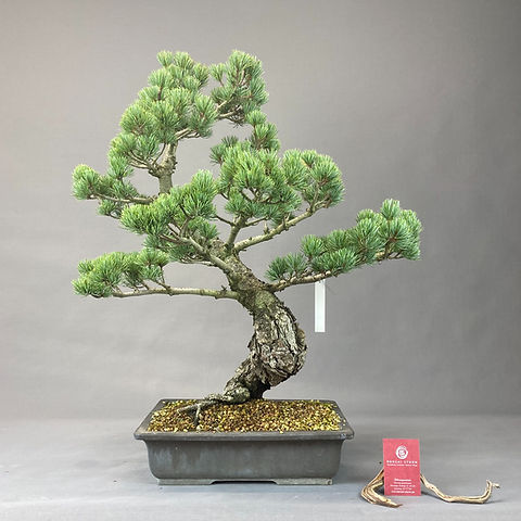 dracaena warneckii Dracaena 'Warneckii'  Green Acres Nursery & Supply