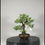 Miniaturbild: Chinesicher Wachholder (Juniperus chinensis)