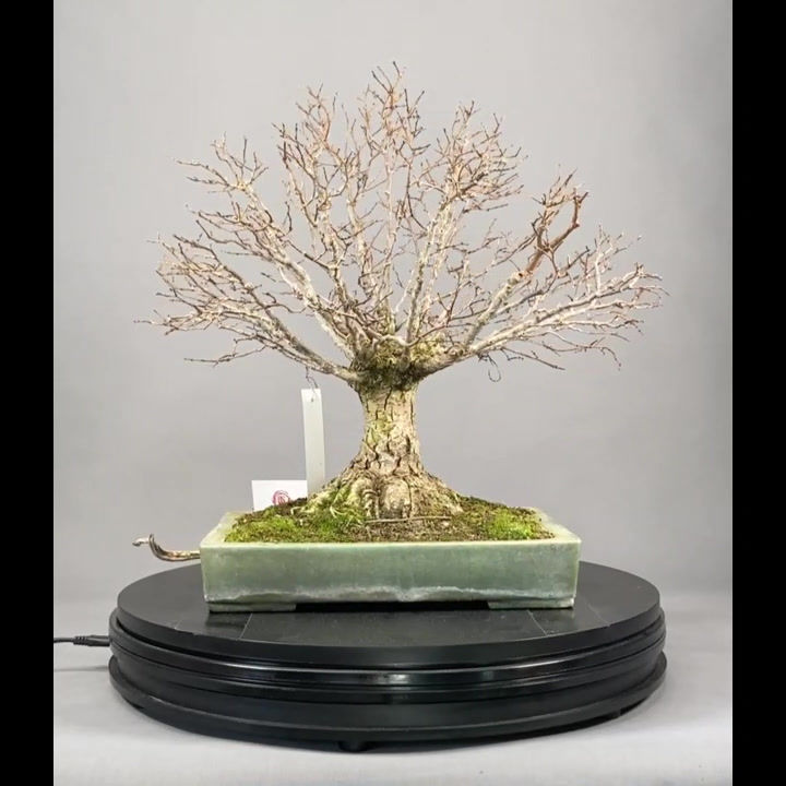 Miniaturbild: Zelkove (Zelkova serrata)