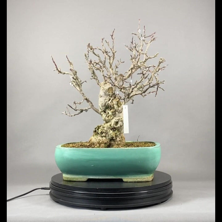 Thumbnail: Apfelbaum (Malus domestica)