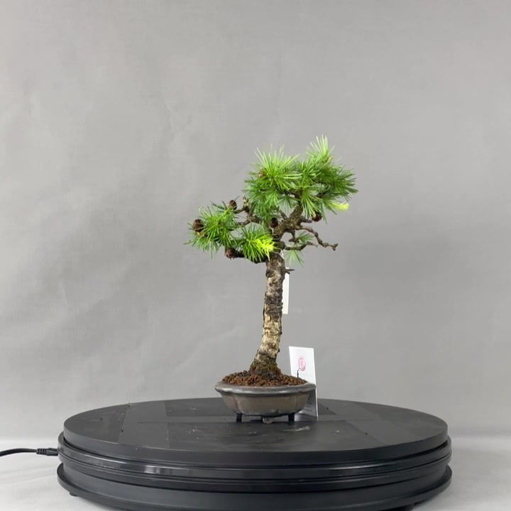 Thumbnail: European larch (Larix decidua)