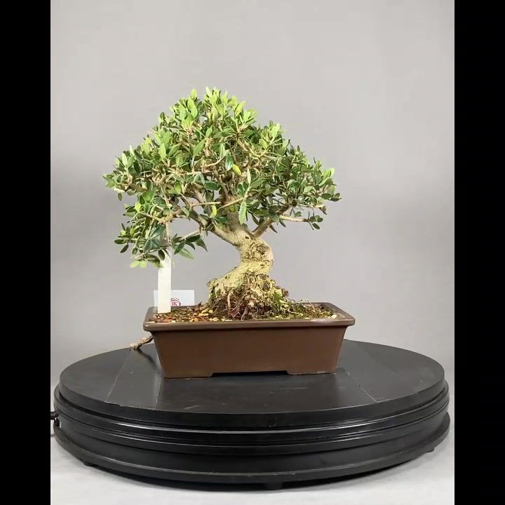 Thumbnail: Olive (Olea europaea)