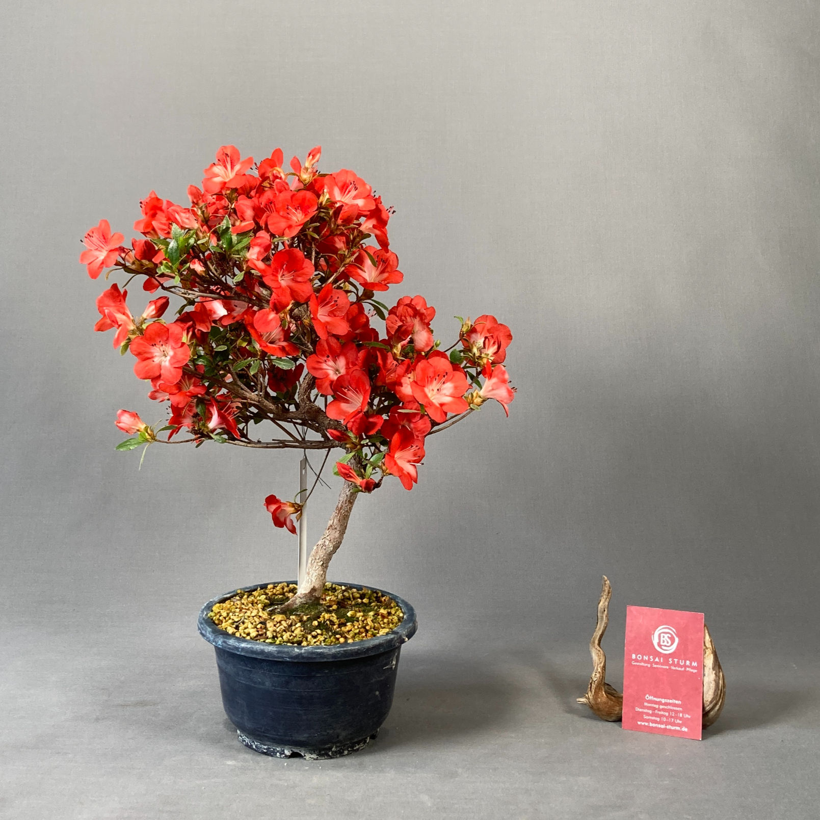 Japanische Azalee (Rhododendron indicum)