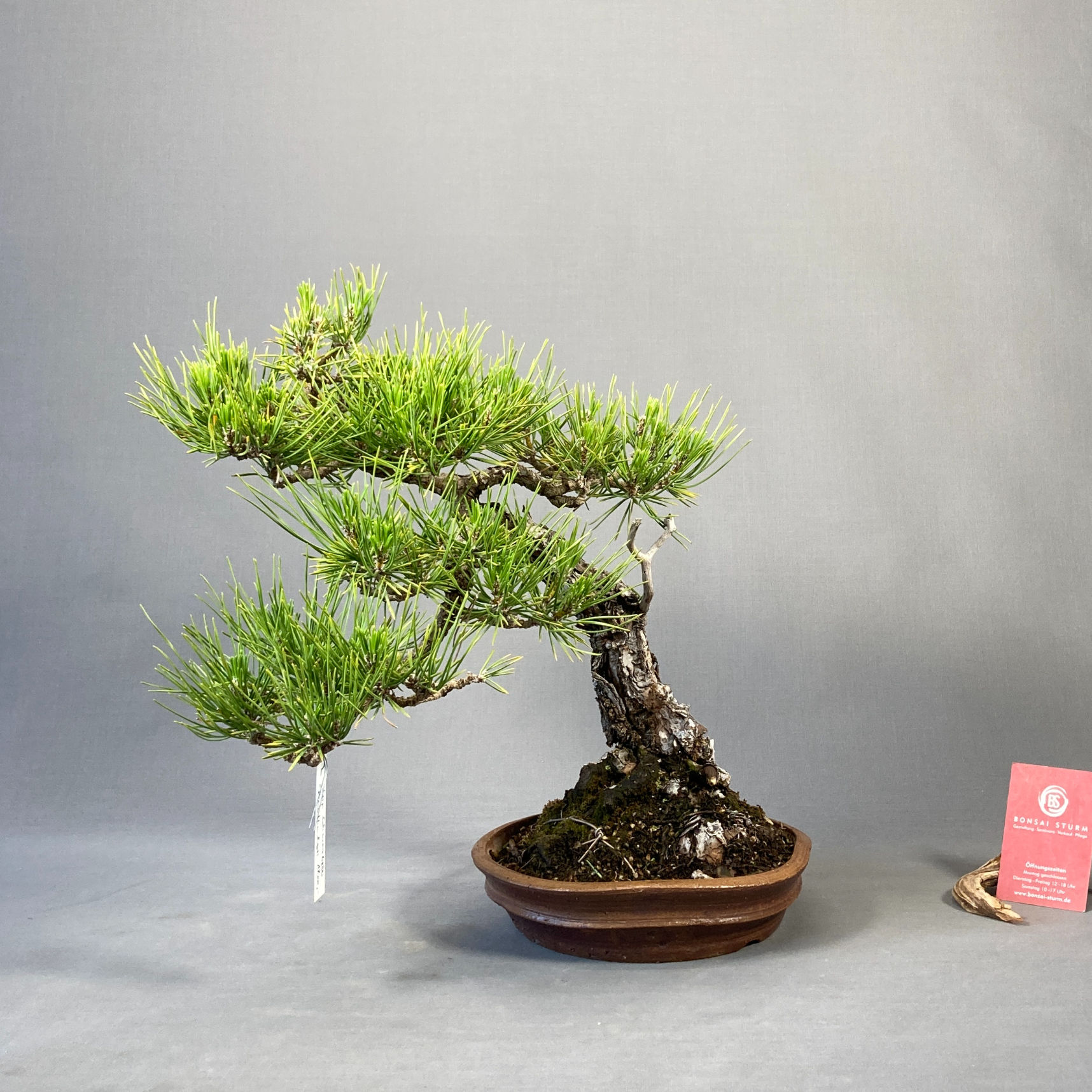 Schwarzkiefer (Pinus thunbergii)