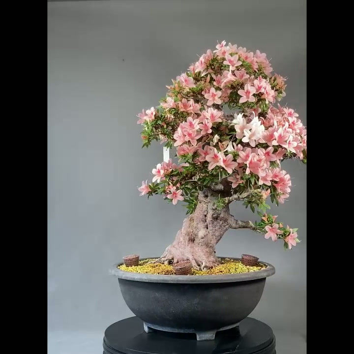 Miniaturbild: Japanische Azalee (Rhododendron indicum)