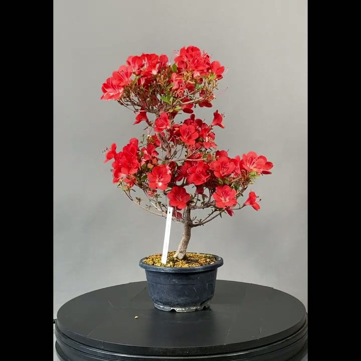 Thumbnail: Japanische Azalee (Rhododendron indicum)