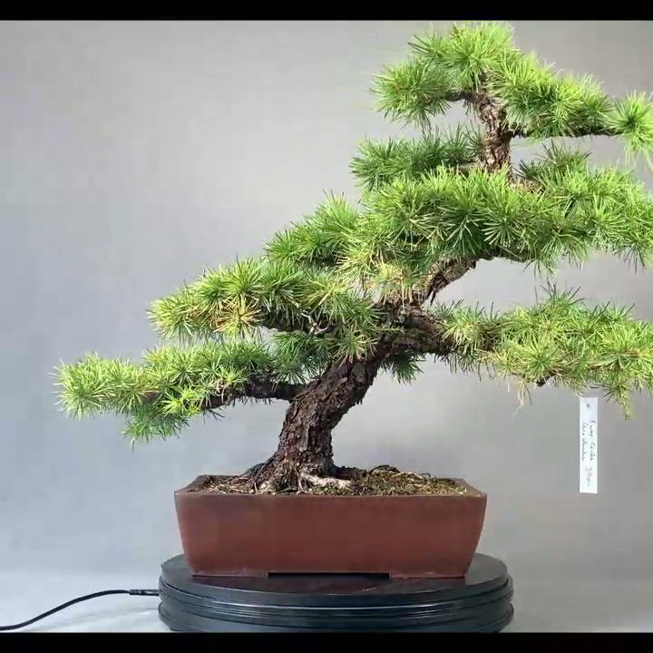Miniaturbild: Europäische Lärche (Larix decidua)
