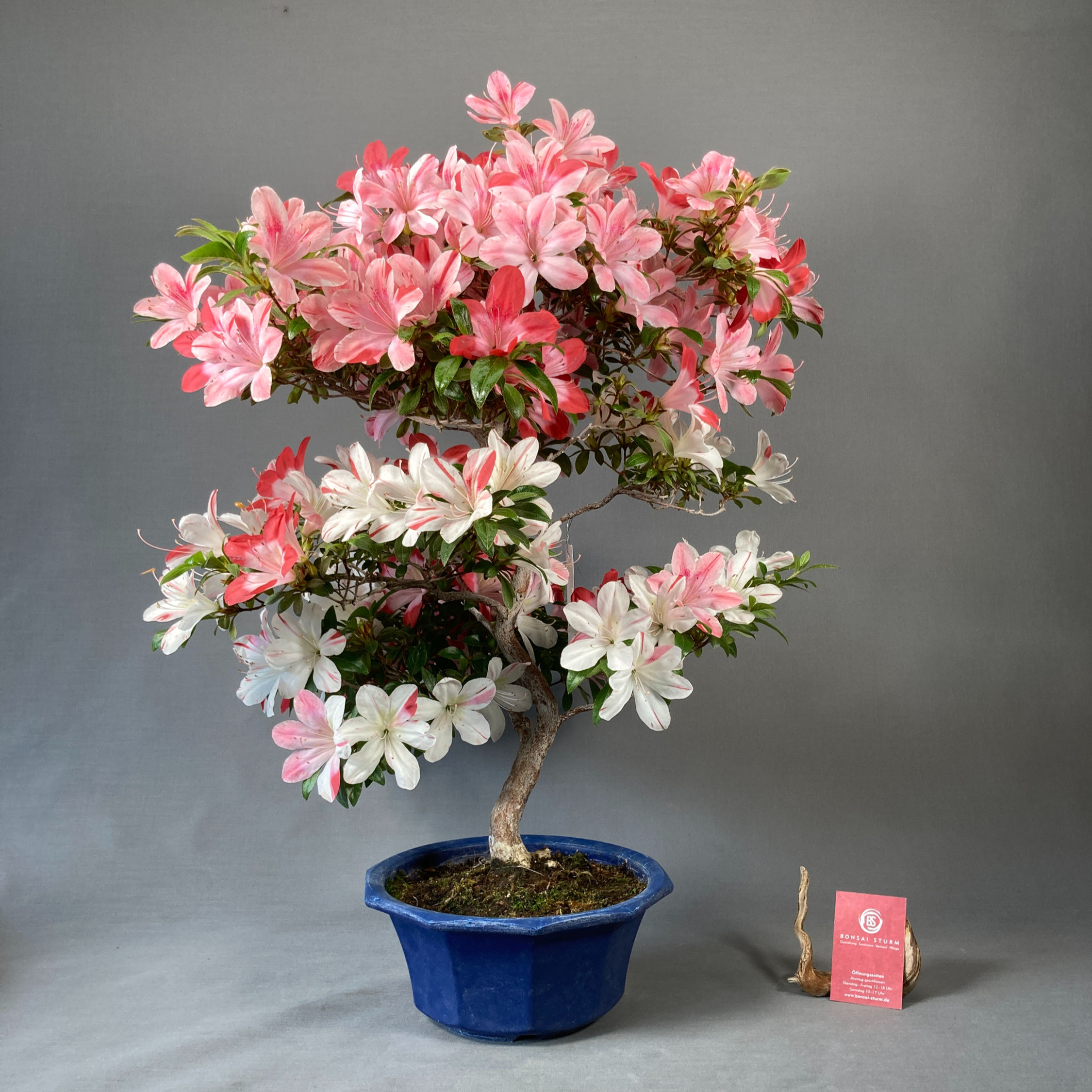 Japanische Azalee (Rhododendron indicum)