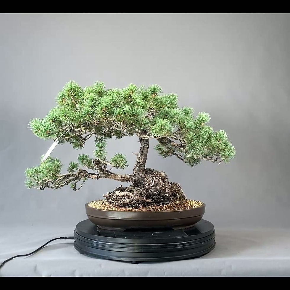 Miniaturbild: Mädchenkiefer (Pinus pentaphylla)
