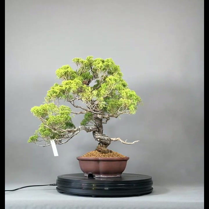 Thumbnail: Chinesicher Wachholder (Juniperus chinensis 'Shinpaku')
