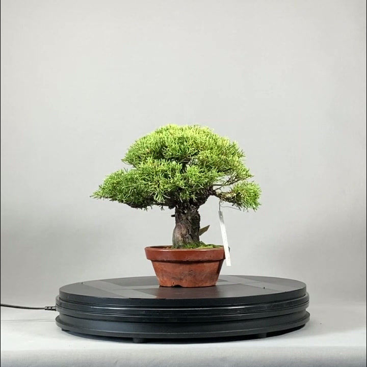 Thumbnail: Chinesischer Wacholder (Juniperus chinensis 'Itoigawa')