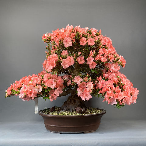 Japanische Azalee "Wakaebisu" (Rhododendron indicum) | Bonsai Sturm