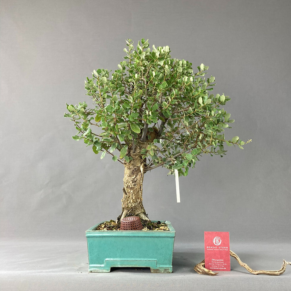 Thumbnail: Cork oak (Quercus suber)