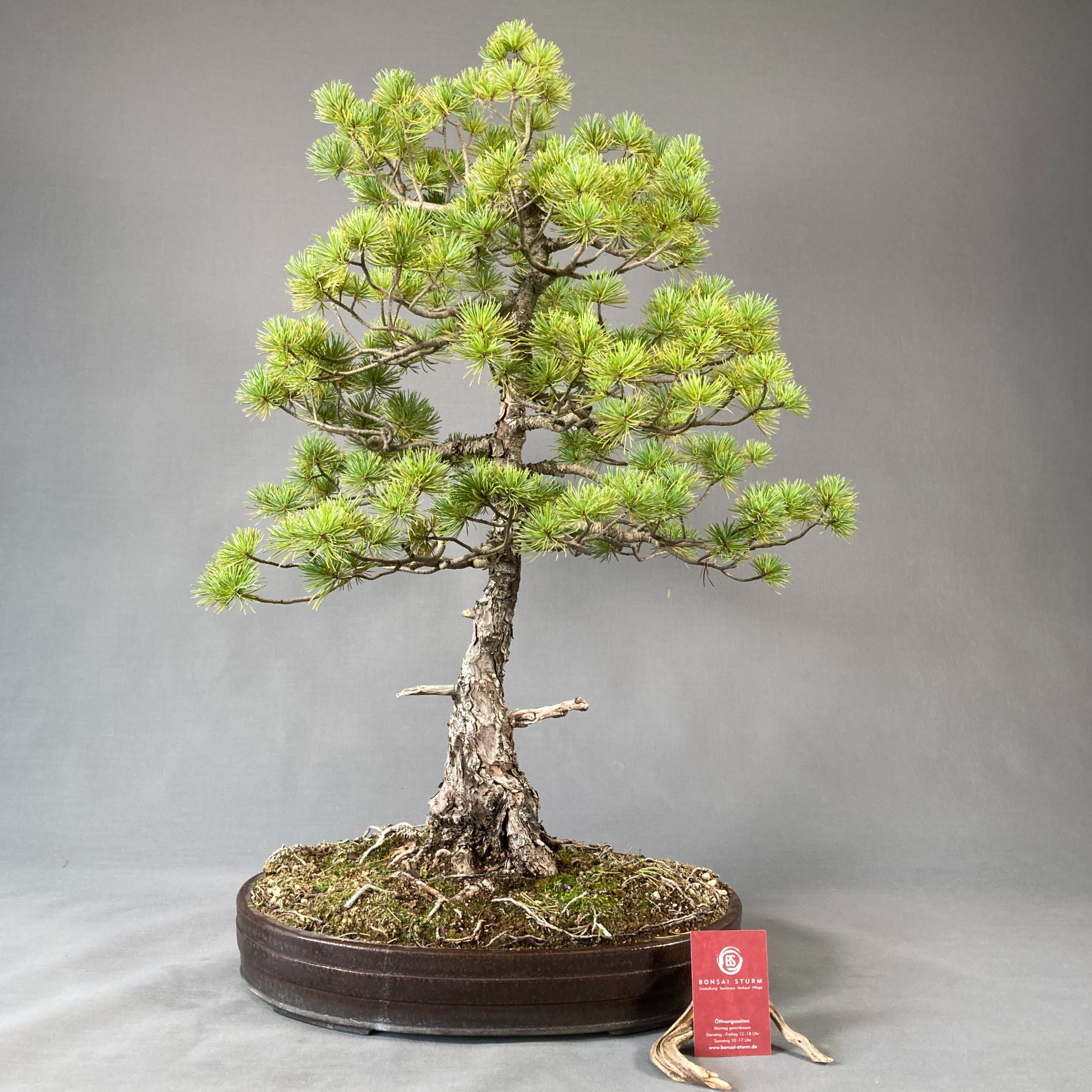Mädchenkiefer (Pinus pentaphylla)
