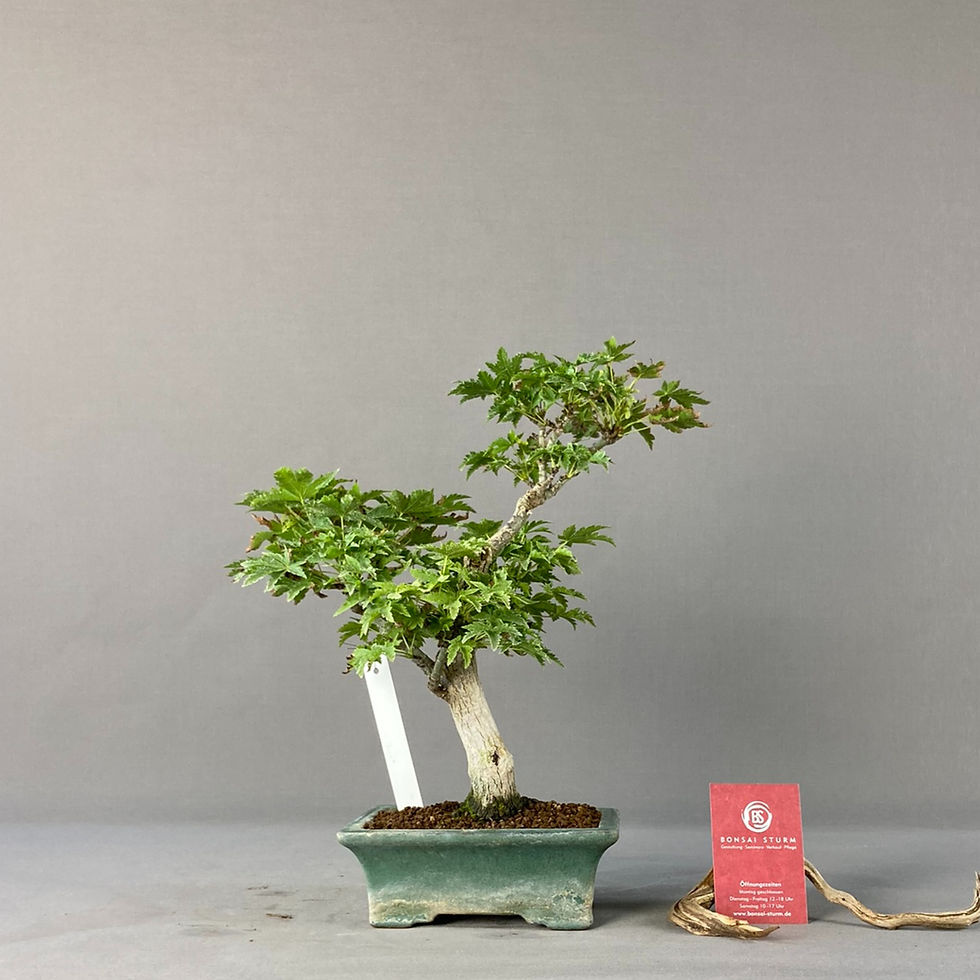 Thumbnail: Japanese maple (Acer palmatum)
