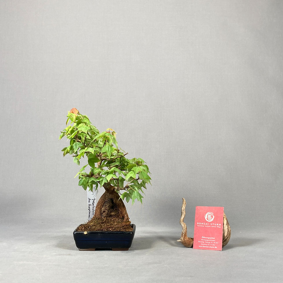 Thumbnail: Dreispitzahorn (Acer buergerianum)
