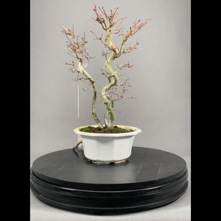 Miniaturbild: Japanischer Fächerahorn (Acer palmatum)