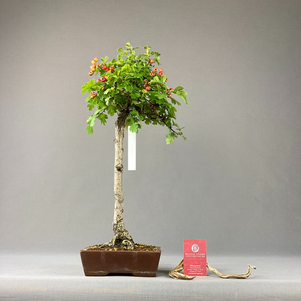 Thumbnail: Hawthorn (Crataegus)