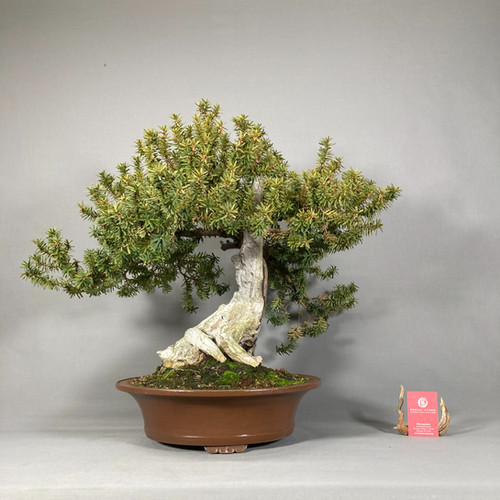 Japanische Eibe (Taxus cuspidata) | Bonsai Sturm