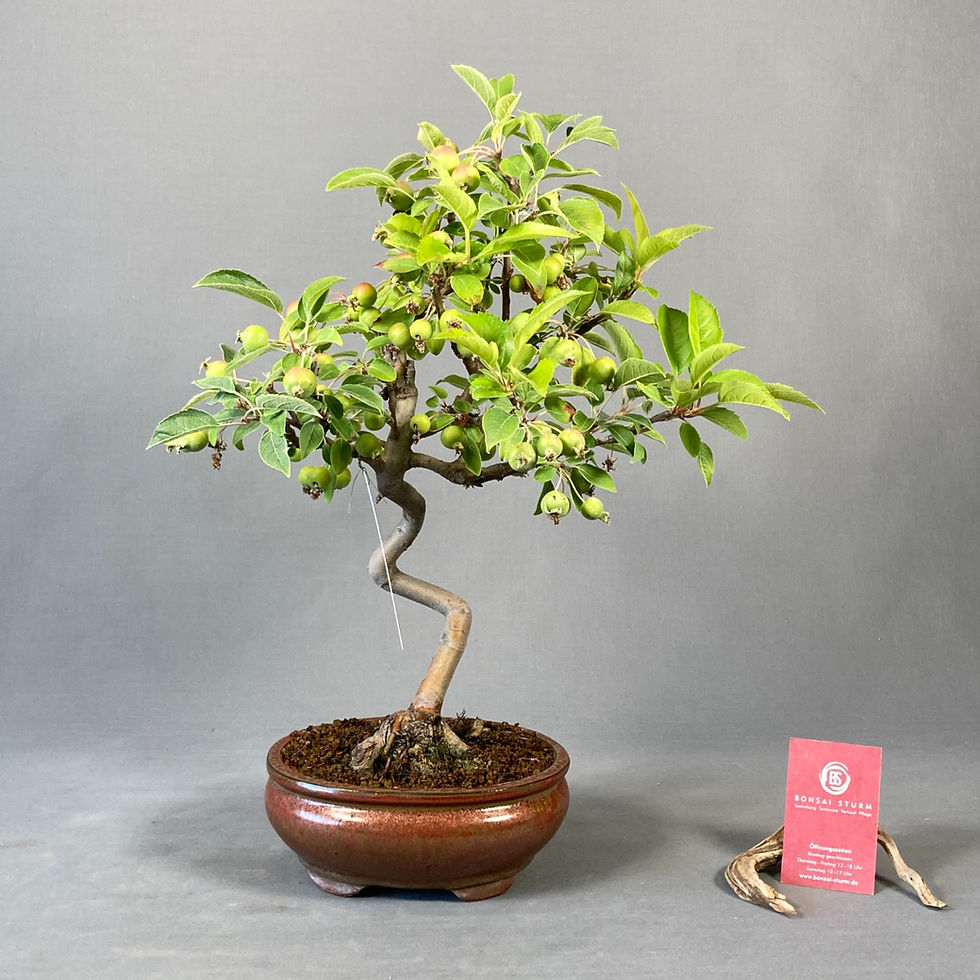 Miniaturbild: Zierapfelbaum (Malus)